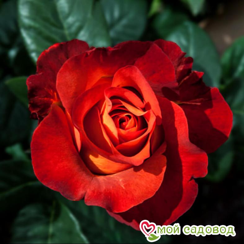 Роза чайно-гибридная Кофе Брейк