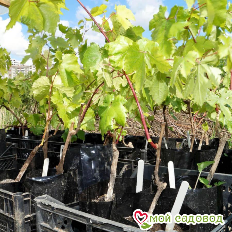 Виноград Визит